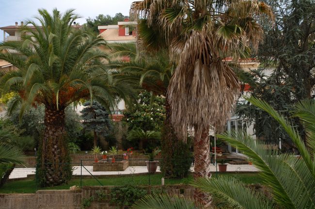 Palme rigogliose davanti a una casa con tetti rossi, circondata da altre piante.