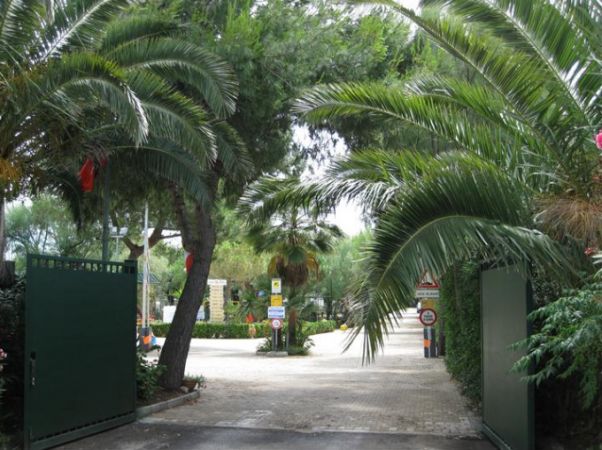 Ingresso di un giardino con grandi palme e un sentiero pavimentato.