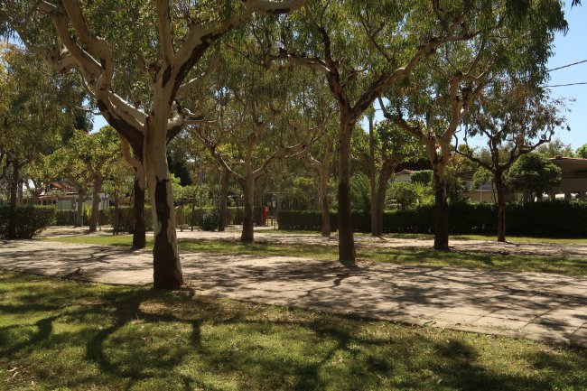 Viale alberato con molta ombra.
