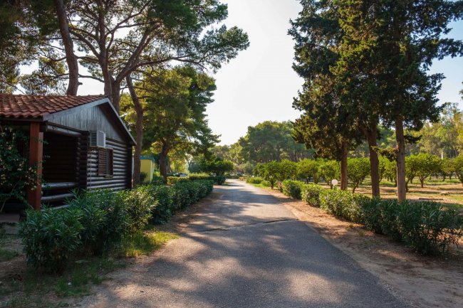 Sentiero asfaltato tra alberi e cespugli, accanto a una casa di legno.