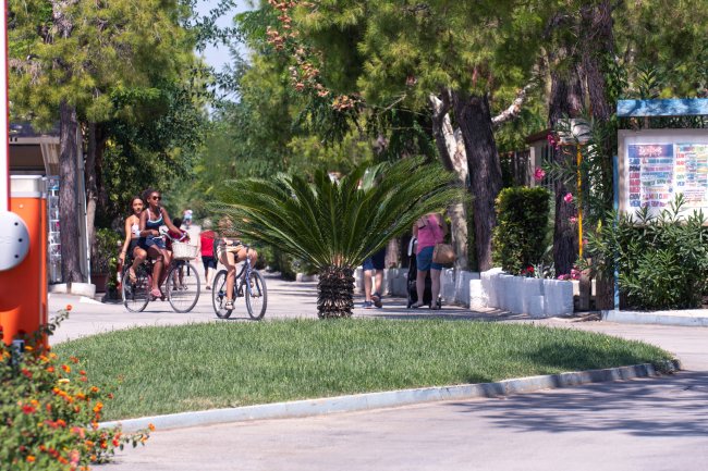 Persone in bicicletta lungo un viale alberato con una pianta di palma al centro.