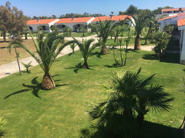 Giardino con palme su un prato verde, tetti rossi di edifici sullo sfondo.