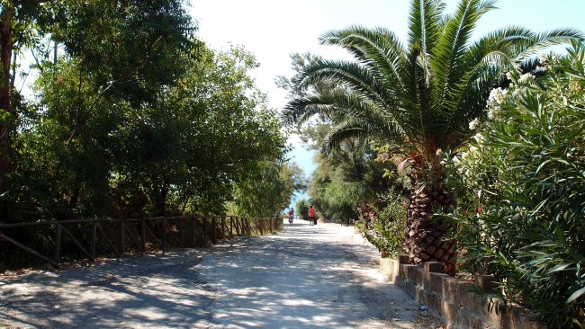 Strada alberata con palme e cespugli, due persone che camminano in lontananza.