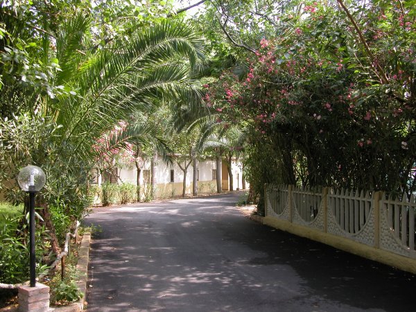 Strada asfaltata circondata da palme e cespugli.