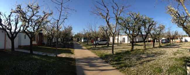 Una strada fiancheggiata da bungalow con alberi in fiore su entrambi i lati.