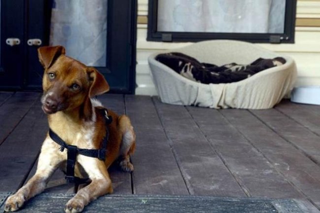 Cane marrone seduto su una veranda.