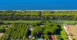 Vista aerea di una foresta litorale davanti al mare.