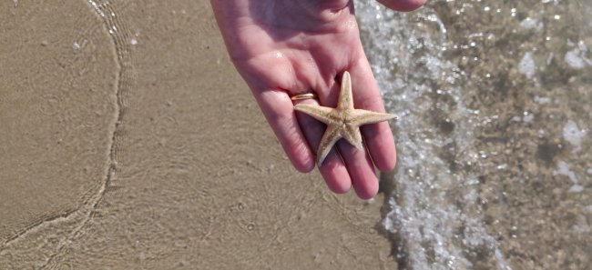 Una mano tiene una piccola stella marina su una spiaggia, con onde che lambiscono la riva.