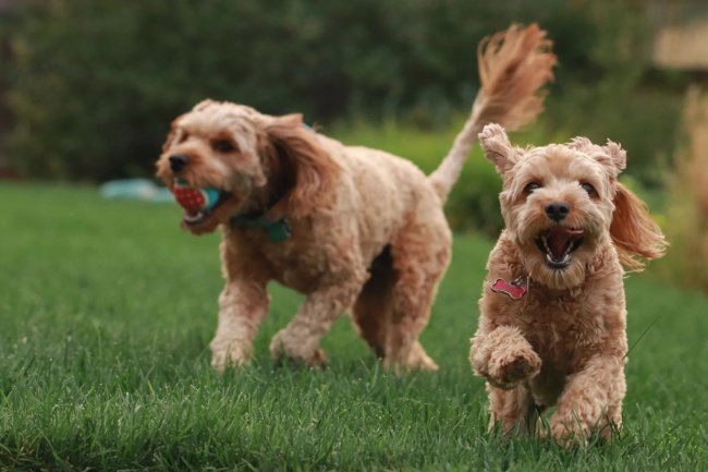 Due cani corrono sull'erba, uno con una palla.