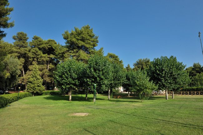 Un prato verde con alberi e un cielo limpido.