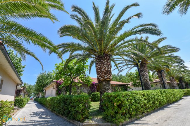 Palme lungo un viale di bungalow con siepi.