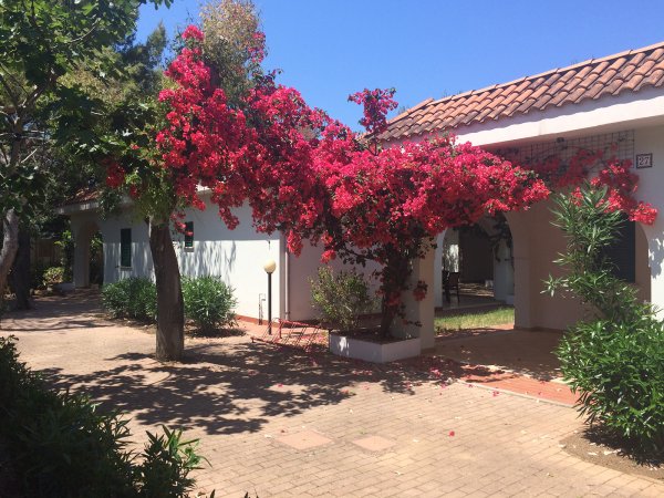 Un cortile con alberi e una bouganville in fiore vicino a un edificio bianco dal tetto rosso.