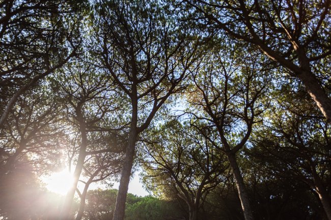 Alberi alti contro un cielo soleggiato.