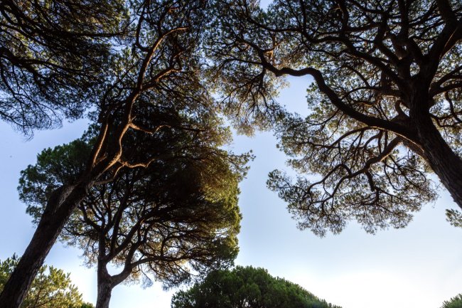 Chiome di alberi visti dal basso.