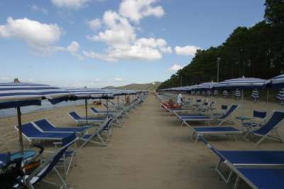 Spiaggia sabbiosa con file di ombrelloni e lettini blu, vicino a una pineta.