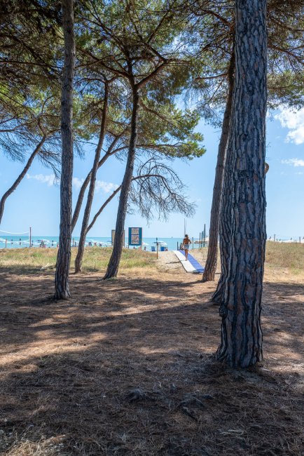Sentiero sabbioso tra pini che conduce a un'area con vista sul mare.