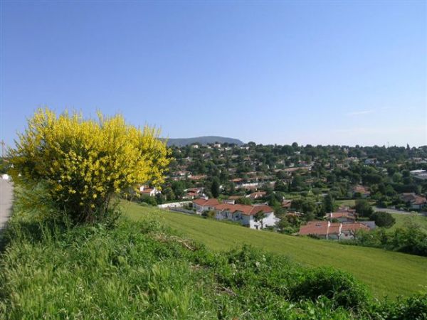 Vista panoramica su un paesaggio collinare con un cespuglio di fiori gialli e case distanti.