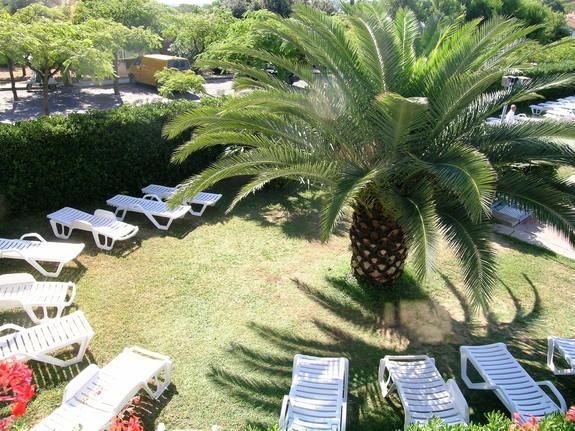 Lettini bianchi circondano una palma in un giardino verde.