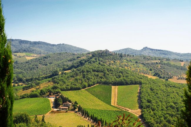 Colline verdi con vigneti e cipressi.