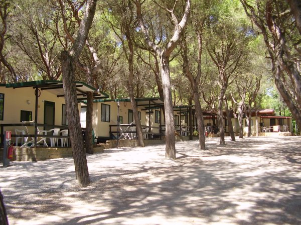 File di case mobili tra alberi in un campeggio ombreggiato.
