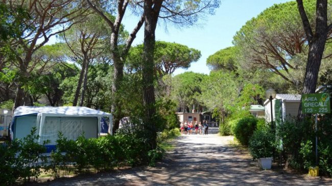 Una strada alberata in un campeggio con tende e roulotte tra gli alberi.
