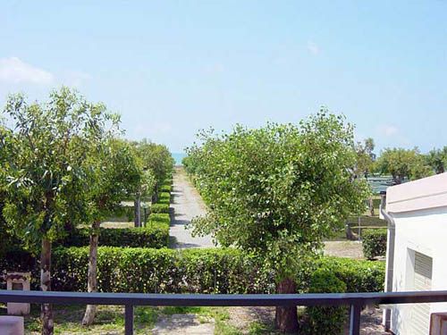 Viale alberato verso il mare, con siepi ben curate ai lati.