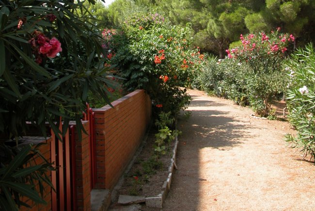 Sentiero ombreggiato fiancheggiato da arbusti in fiore e un basso muro di mattoni.