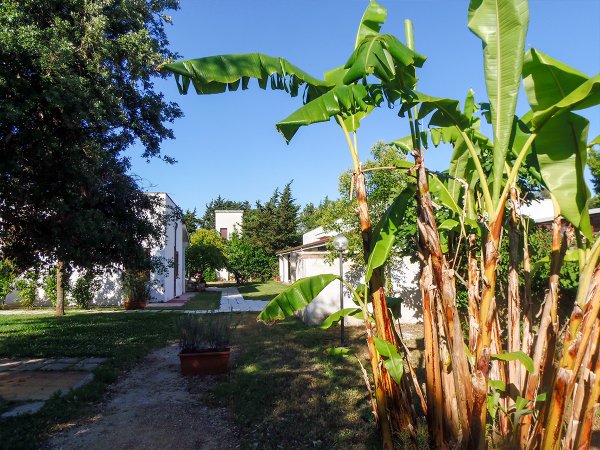 Giardino con piante verdi, una casa bianca e cielo sereno sullo sfondo.