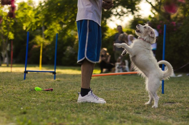 Cane bianco si alza su due zampe di fronte a una persona in un prato.